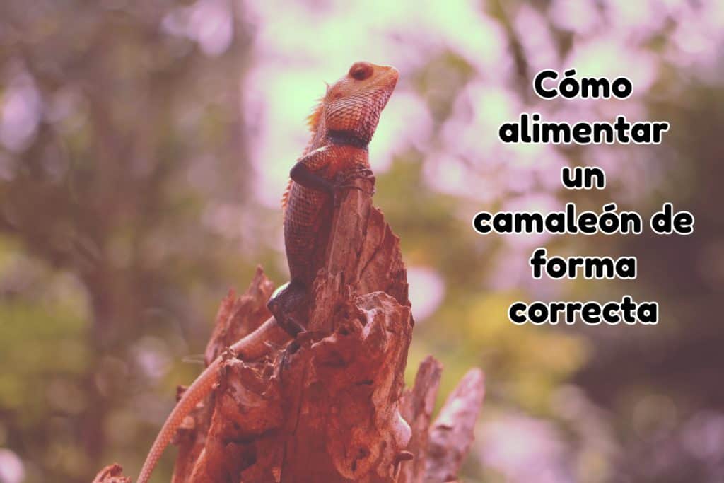 Cómo alimentar un camaleón de forma correcta