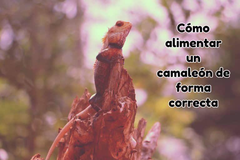 Cómo alimentar un camaleón de forma correcta