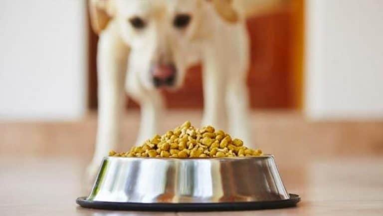 Los mejores piensos de perro del 2022