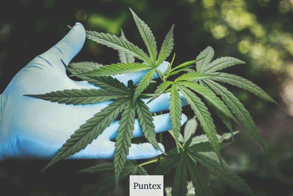 Marco legal del CBD en Portugal